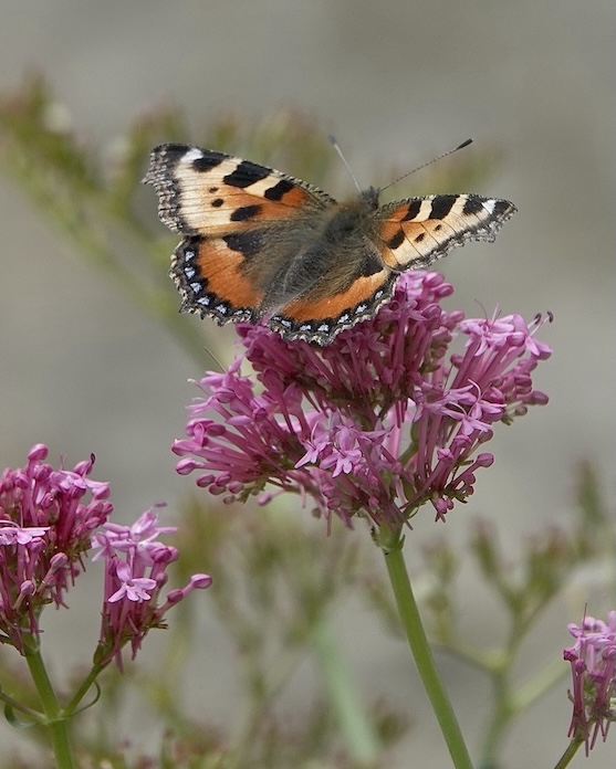 small tortoiseshell